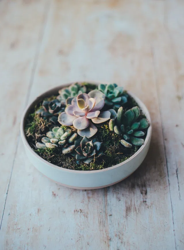A pale stoneware bowl on a painted board.